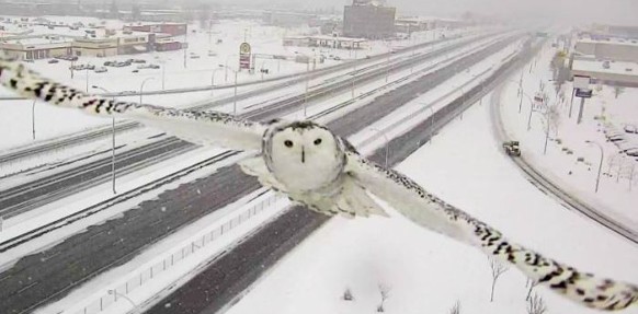 2016-in-vogelvlucht-eeva